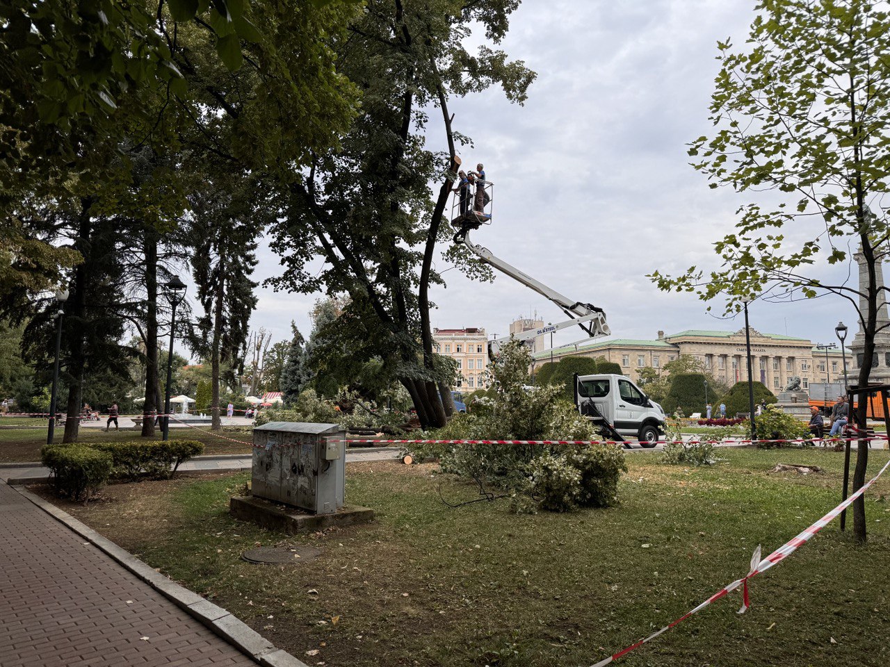 Премахване на изсъхнали дървета ще затвори част от площад „Свобода“ на 4 септември